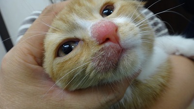 犬と猫の細菌・真菌感染症診療 株式会社 緑書房
