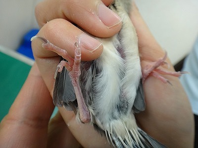 バード・クリニック・プラクティス : 鳥の治療と看護 : 鳥類臨床