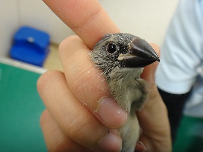 文鳥のペローシス | もねペットクリニック