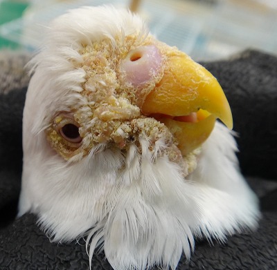 動物の感染症 | 明石博臣 |本 | 通販 | Amazon