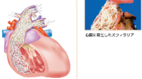 フィラリア症とは