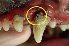 ３才～老後まで発症しやすい主な症状・疾病