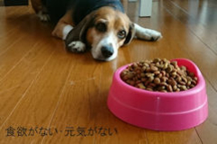 犬フィラリア症の主な症状